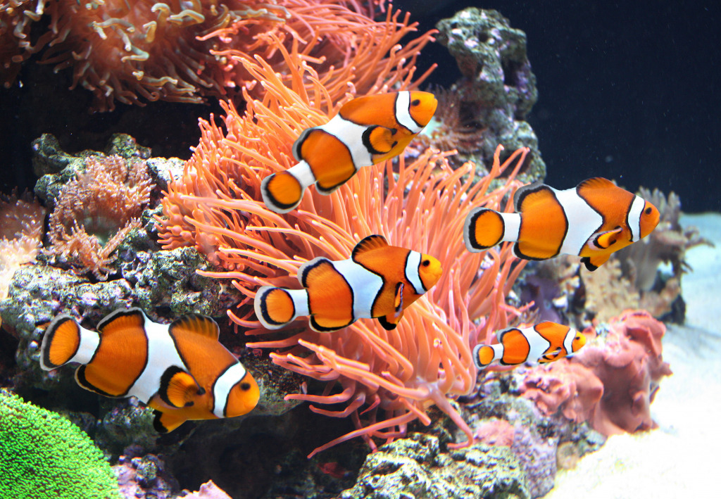 Sea Anemones and Clownfish jigsaw puzzle in Under the Sea puzzles on TheJigsawPuzzles.com