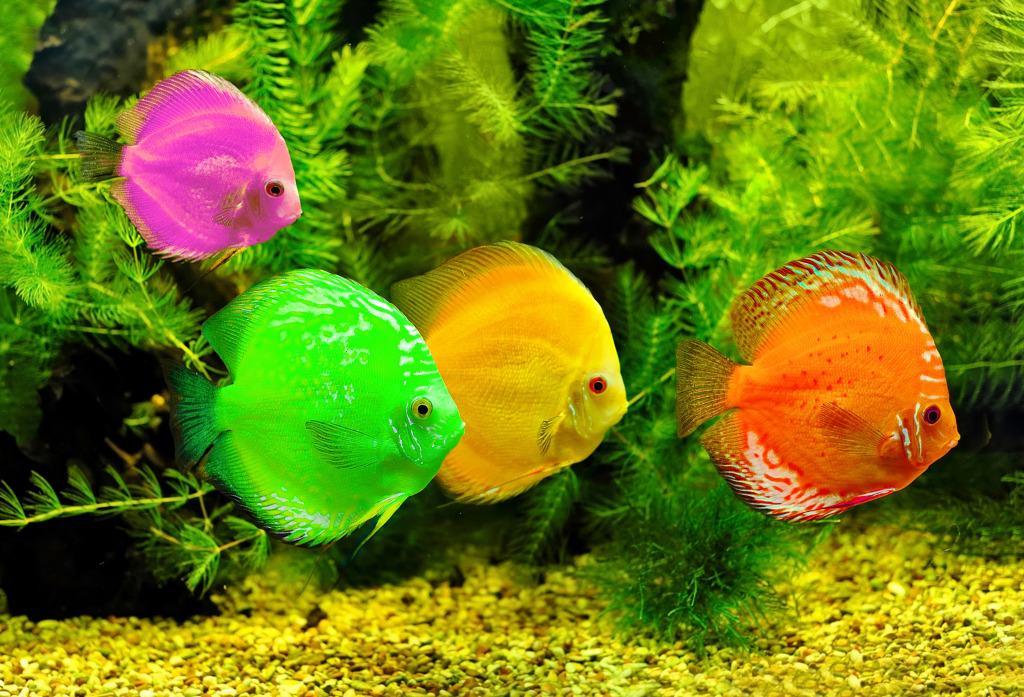 Colorful Fishes jigsaw puzzle in Under the Sea puzzles on TheJigsawPuzzles.com
