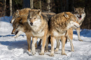 A Pack of Wolves