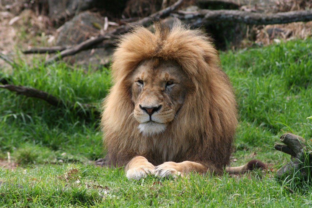 Mr Lion. Auckland Zoo, New Zealand jigsaw puzzle in Puzzle of the Day puzzles on TheJigsawPuzzles.com