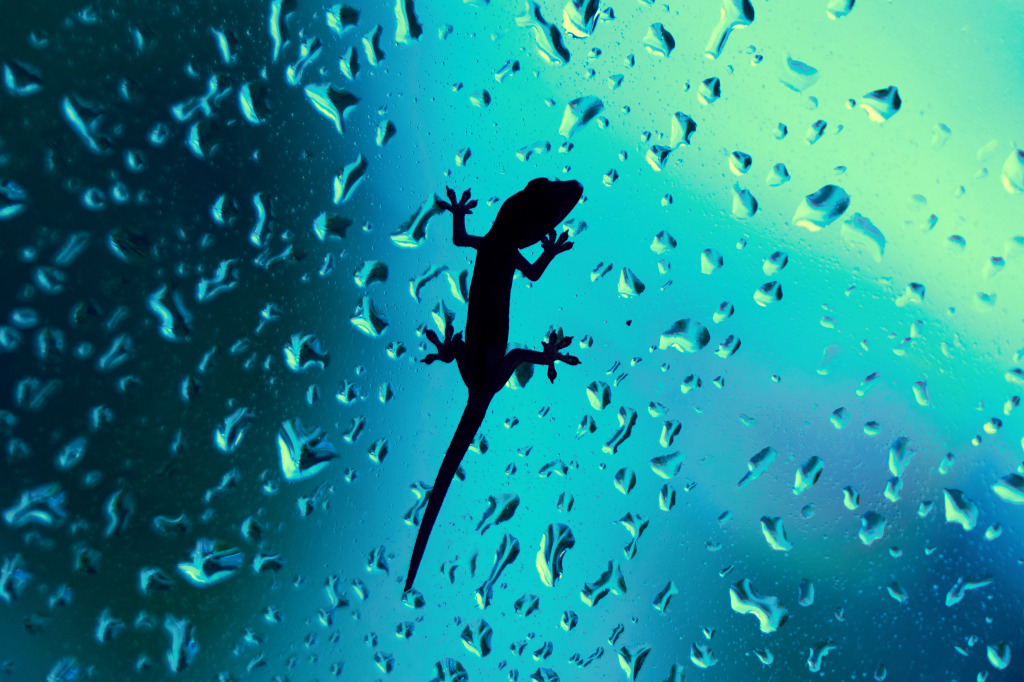 Gecko Resting on a Window jigsaw puzzle in Macro puzzles on TheJigsawPuzzles.com