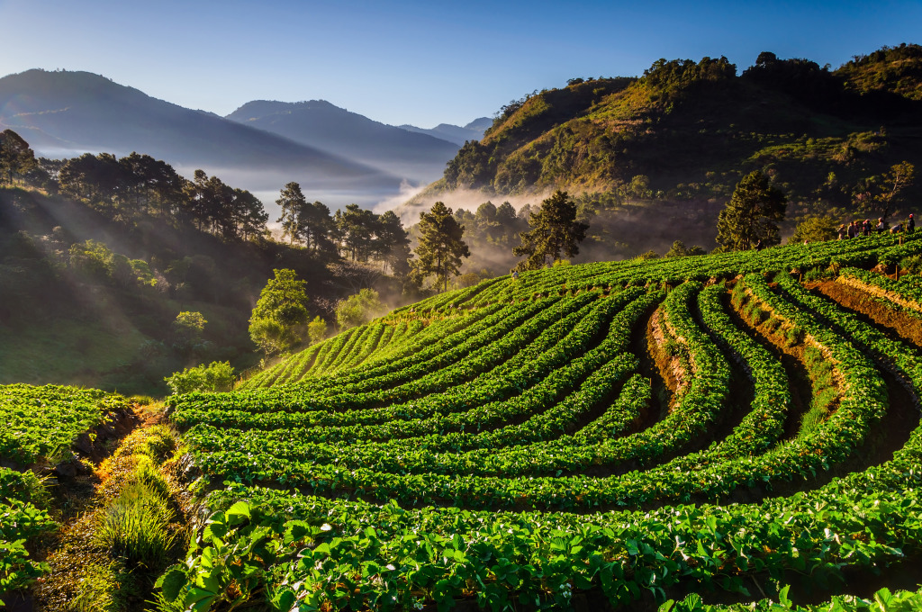 Strawberry Farm at Chiangmai, Thailand jigsaw puzzle in Great Sightings puzzles on TheJigsawPuzzles.com