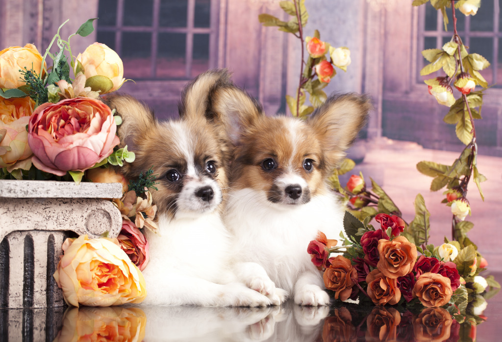 Papillon Puppies jigsaw puzzle in Animals puzzles on TheJigsawPuzzles.com