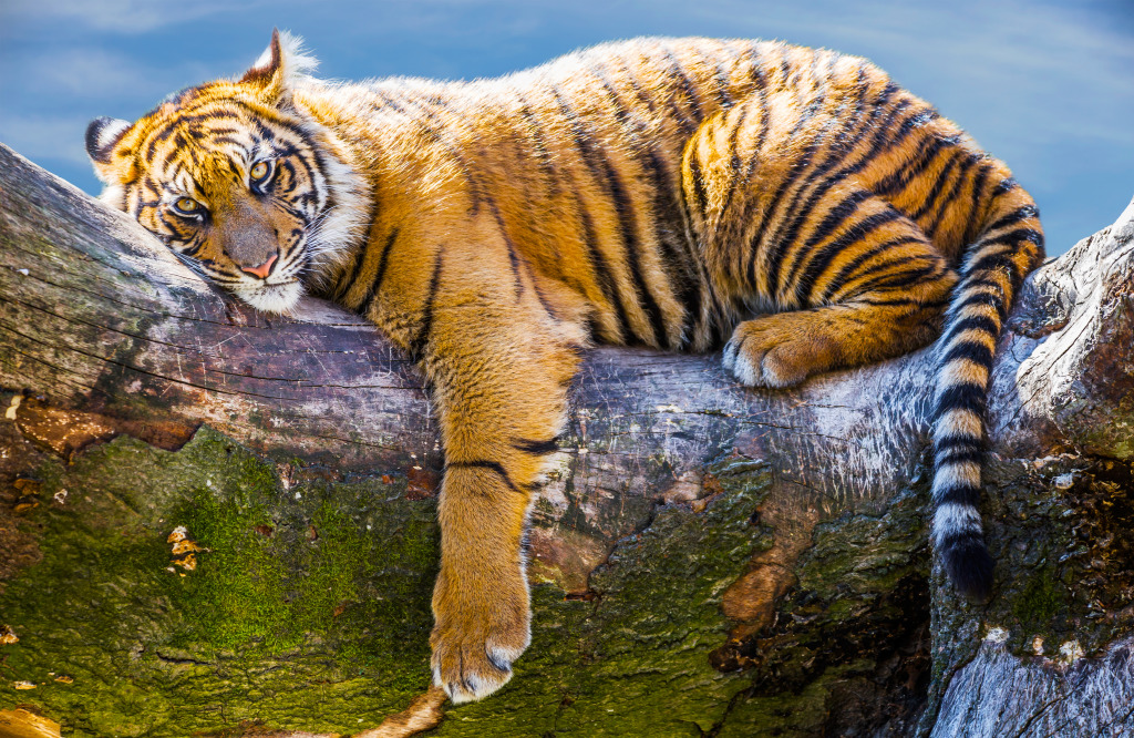Tiger Relaxing on a Branch jigsaw puzzle in Animals puzzles on TheJigsawPuzzles.com