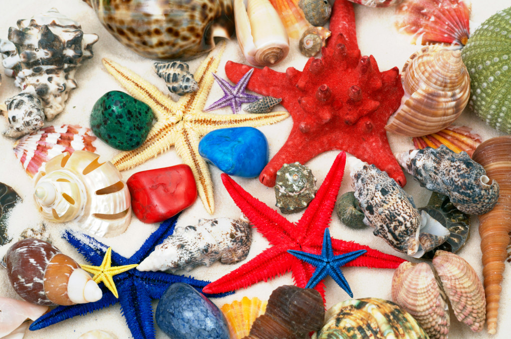 Seashells and Starfish jigsaw puzzle in Puzzle of the Day puzzles on TheJigsawPuzzles.com