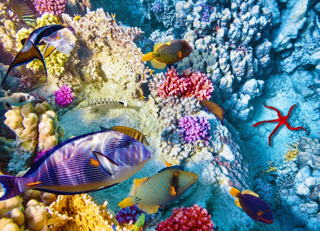 Corals and Tropical Fish jigsaw puzzle in Under the Sea puzzles on TheJigsawPuzzles.com