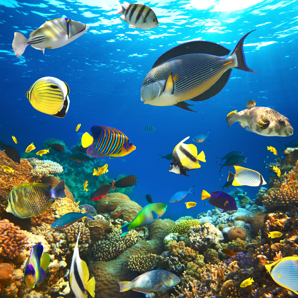 Tropical Fish on a Coral Reef jigsaw puzzle in Under the Sea puzzles on TheJigsawPuzzles.com