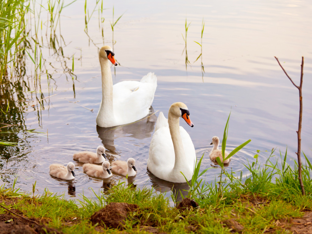 Swans with Сygnets jigsaw puzzle in Animals puzzles on TheJigsawPuzzles.com