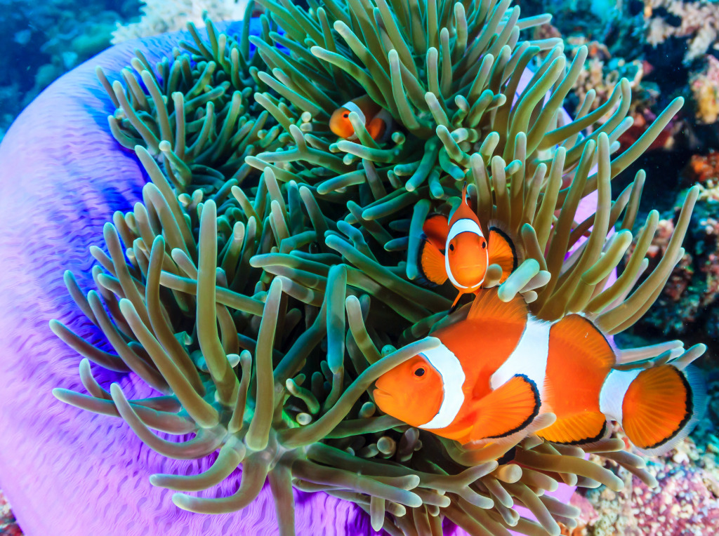 Pacific Clownfish jigsaw puzzle in Under the Sea puzzles on TheJigsawPuzzles.com