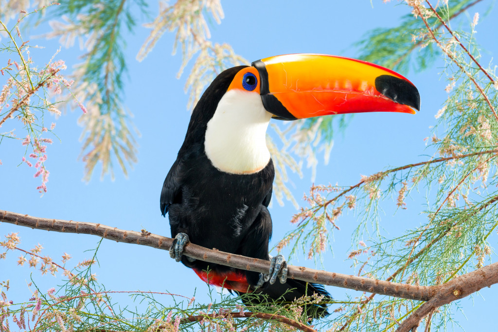 Toco Toucan jigsaw puzzle in Animals puzzles on TheJigsawPuzzles.com