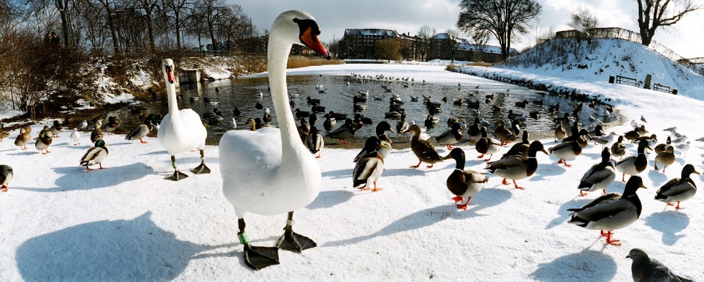 Birds in the Wintertime, Copenhagen, Denmark jigsaw puzzle in Puzzle of the Day puzzles on TheJigsawPuzzles.com
