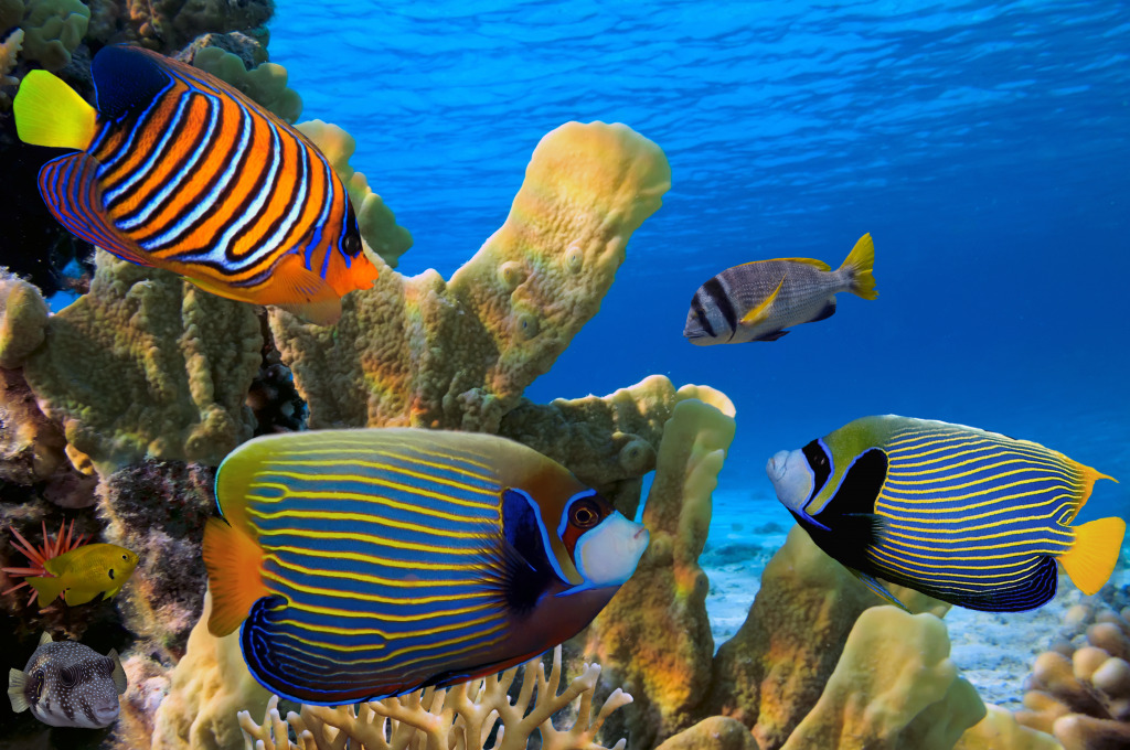 Coral Reef in Red Sea, Egypt jigsaw puzzle in Under the Sea puzzles on TheJigsawPuzzles.com
