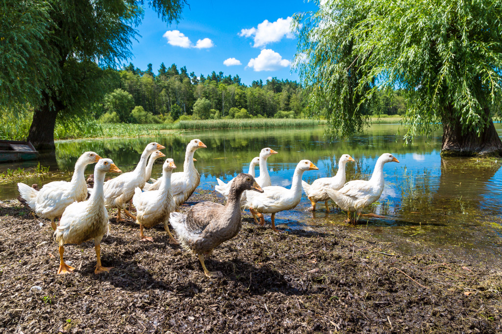 White Geese by a Pond jigsaw puzzle in Animals puzzles on TheJigsawPuzzles.com