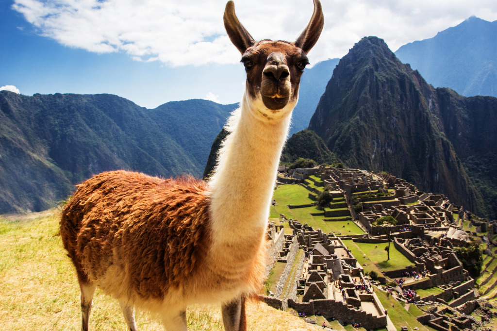 Llama at Machu Picchu, Peruvian Andes jigsaw puzzle in Animals puzzles on TheJigsawPuzzles.com