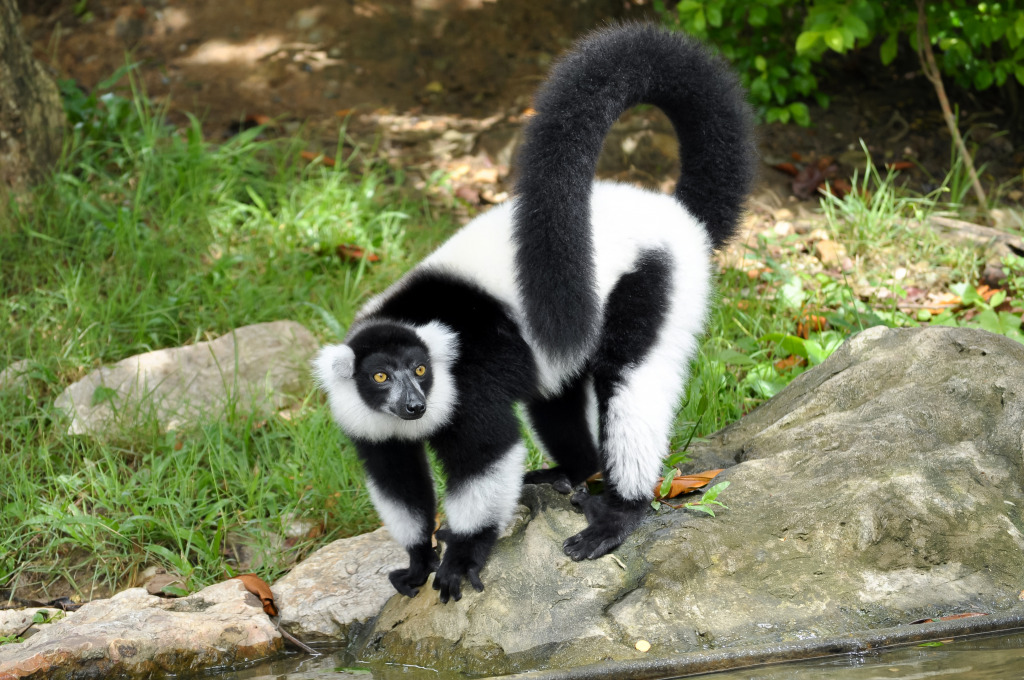 Black and White Ruffed Lemur jigsaw puzzle in Animals puzzles on TheJigsawPuzzles.com