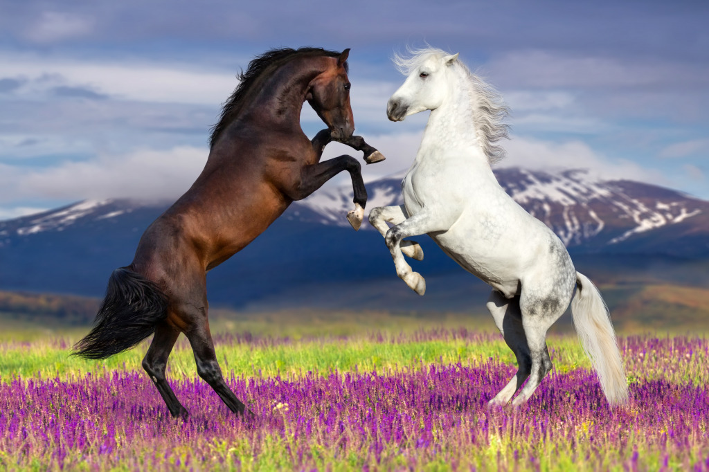 Two Horses Rearing Up jigsaw puzzle in Animals puzzles on TheJigsawPuzzles.com
