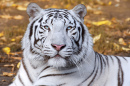 White Tiger