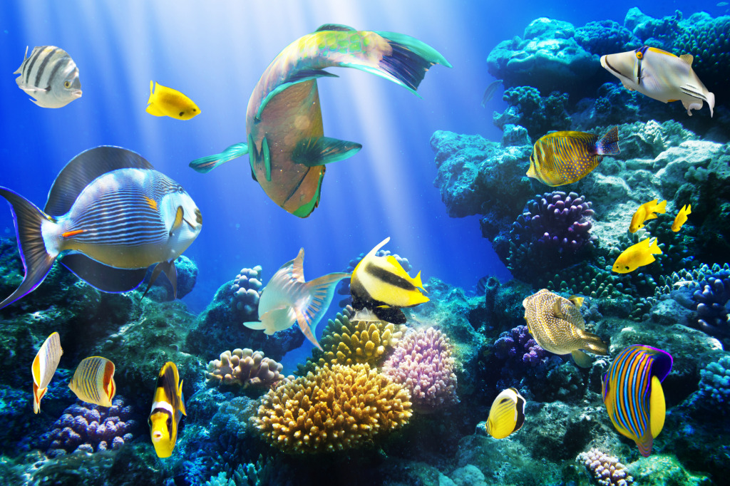 Tropical Fish on a Coral Reef jigsaw puzzle in Under the Sea puzzles on TheJigsawPuzzles.com