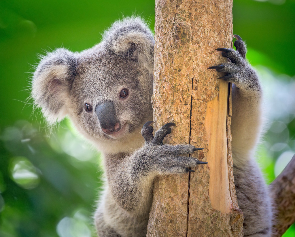 Koala in the Zoo jigsaw puzzle in Animals puzzles on TheJigsawPuzzles.com
