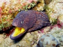 Yellowmouth Moray, Egypt