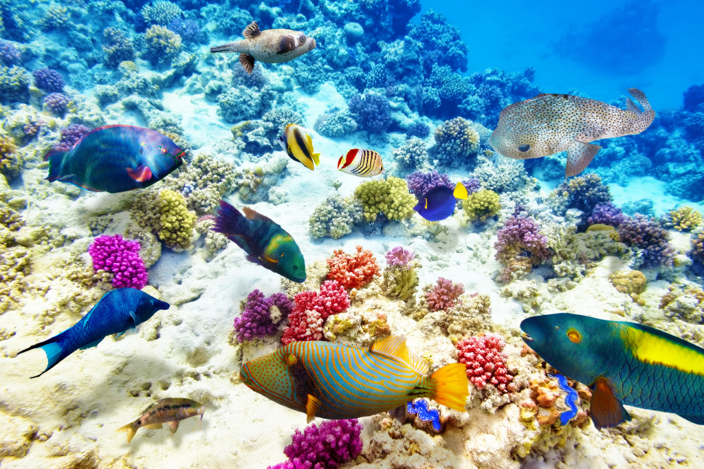 Beautiful Underwater World jigsaw puzzle in Under the Sea puzzles on TheJigsawPuzzles.com