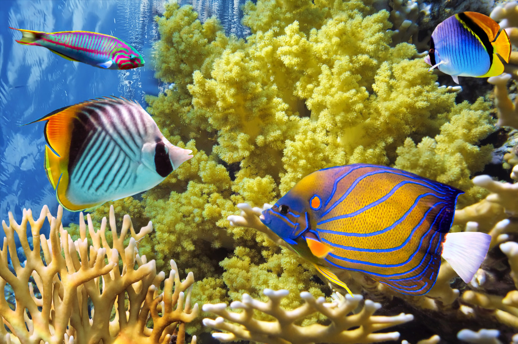 Tropical Fish, Red Sea, Egypt jigsaw puzzle in Under the Sea puzzles on TheJigsawPuzzles.com