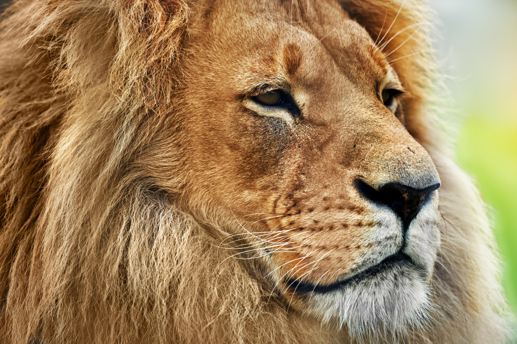 Lion Portrait jigsaw puzzle in Animals puzzles on TheJigsawPuzzles.com