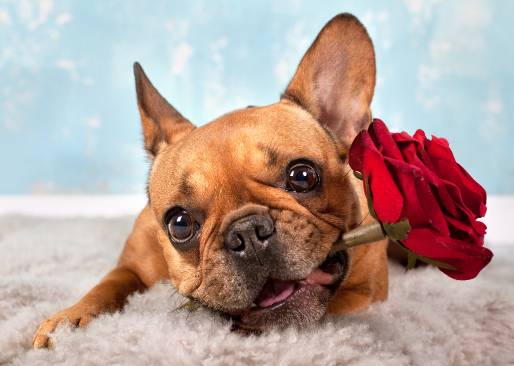 French Bulldog in Love jigsaw puzzle in Valentine's Day puzzles on TheJigsawPuzzles.com