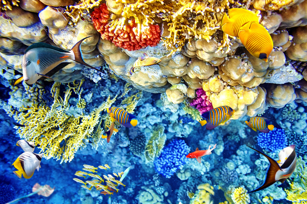 Wonderful Underwater World jigsaw puzzle in Under the Sea puzzles on TheJigsawPuzzles.com