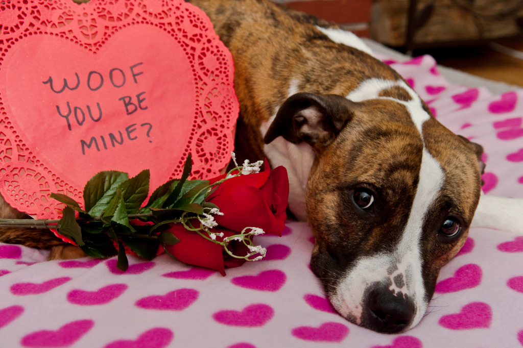 Woof You Be Mine? jigsaw puzzle in Valentine's Day puzzles on TheJigsawPuzzles.com