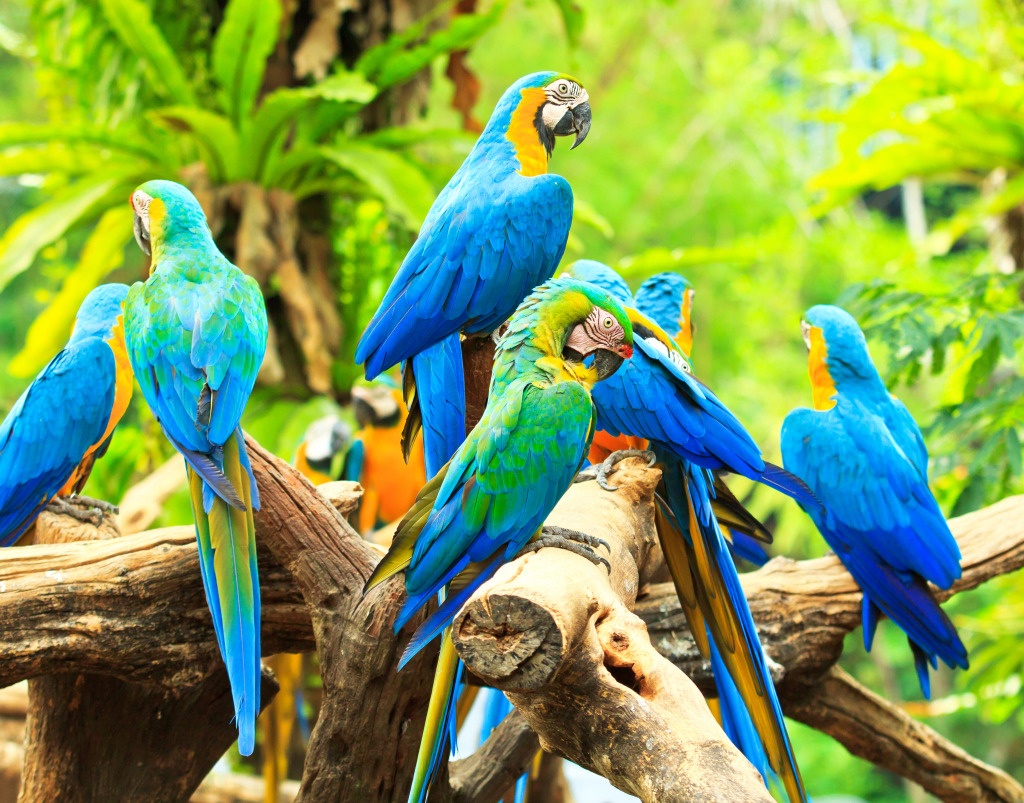 Colorful Macaws jigsaw puzzle in Animals puzzles on TheJigsawPuzzles.com