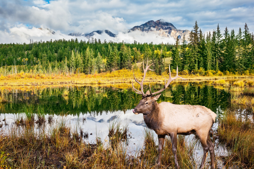 Proud Elk in the Jasper NP jigsaw puzzle in Animals puzzles on TheJigsawPuzzles.com
