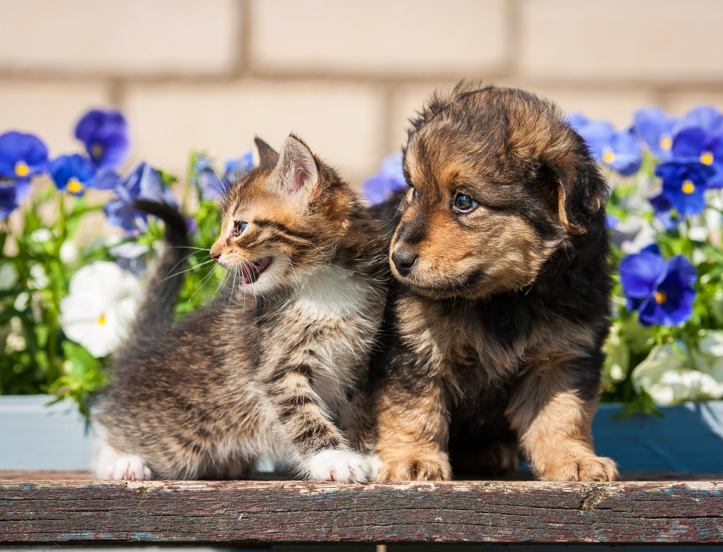 A Kitten and a Puppy jigsaw puzzle in Puzzle of the Day puzzles on TheJigsawPuzzles.com