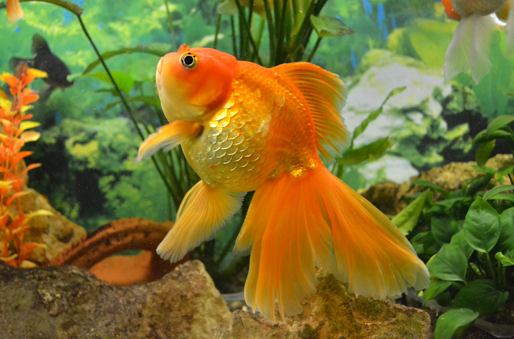 Aquarium Goldfish Carp jigsaw puzzle in Under the Sea puzzles on TheJigsawPuzzles.com