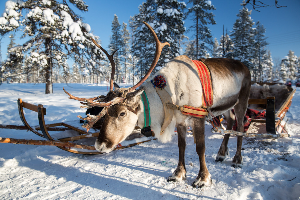 Reindeer In Lapland, Finland jigsaw puzzle in Animals puzzles on TheJigsawPuzzles.com