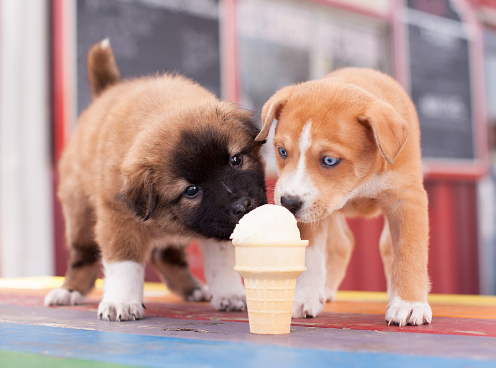 Puppies Sharing an Ice Cream jigsaw puzzle in Food & Bakery puzzles on TheJigsawPuzzles.com