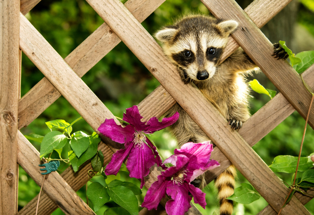 Baby Raccoon jigsaw puzzle in Macro puzzles on TheJigsawPuzzles.com