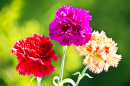 Carnations