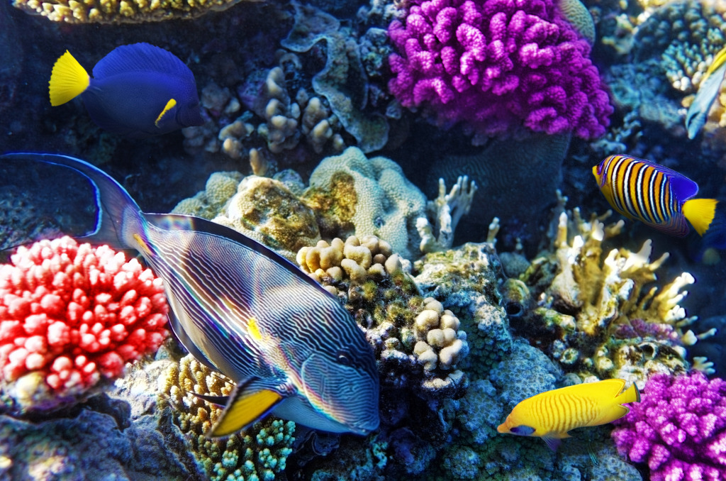 Tropical Fish jigsaw puzzle in Under the Sea puzzles on TheJigsawPuzzles.com