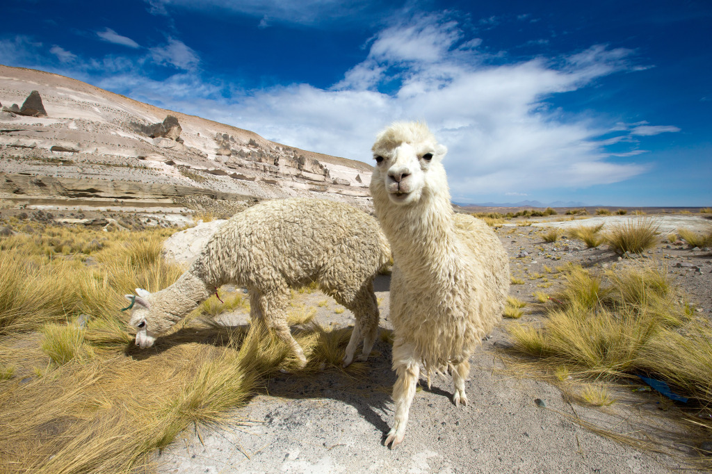 Llamas in Andes, Peru jigsaw puzzle in Animals puzzles on TheJigsawPuzzles.com