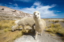 Llamas in Andes, Peru