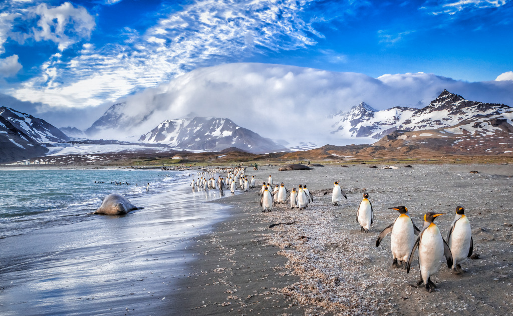 St. Andrews Bay, South Georgia jigsaw puzzle in Animals puzzles on TheJigsawPuzzles.com