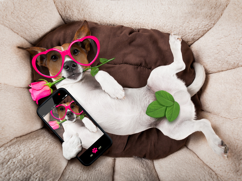 Jack Russell Terrier Taking a Selfie jigsaw puzzle in Animals puzzles on TheJigsawPuzzles.com