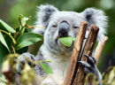 Lone Pine Koala Sanctuary, Brisbane