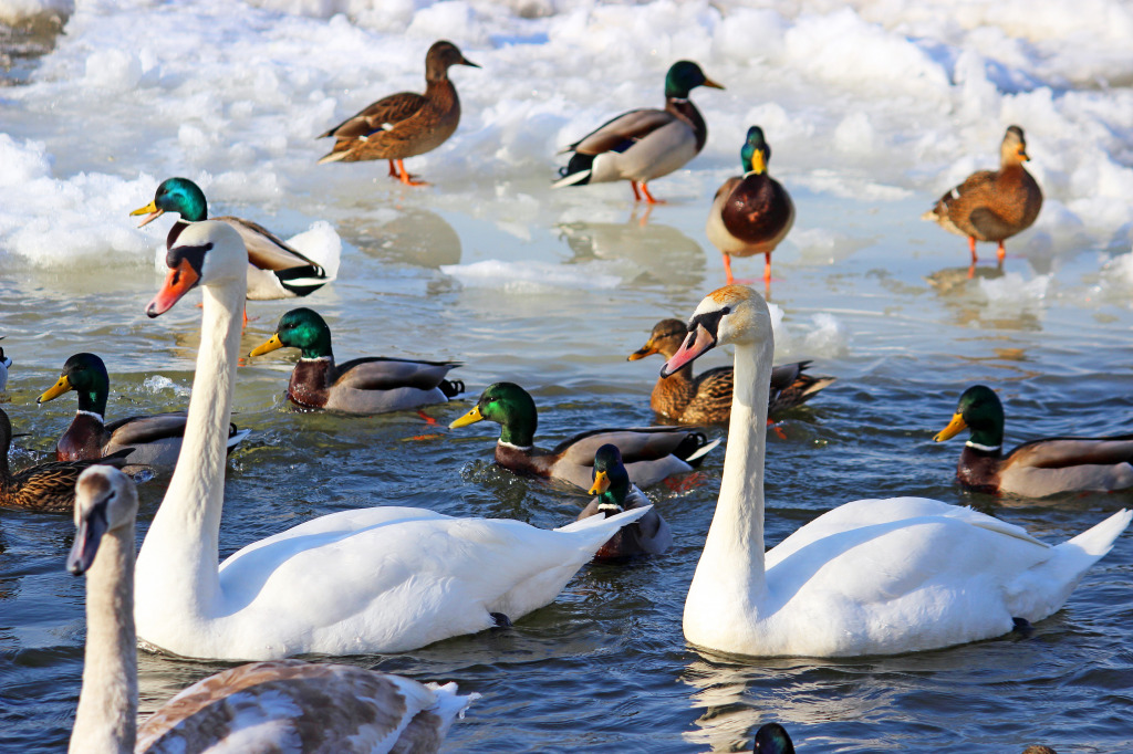 Swans and Ducks jigsaw puzzle in Animals puzzles on TheJigsawPuzzles.com