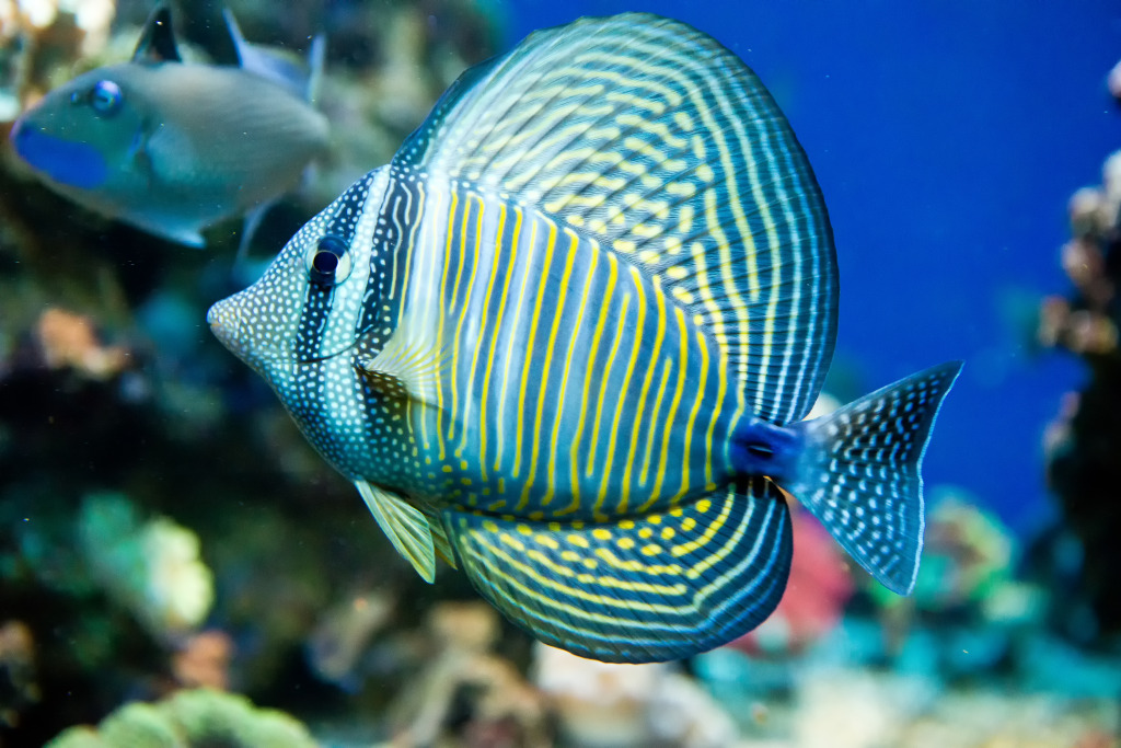 Red Sea Sailfin Tang jigsaw puzzle in Under the Sea puzzles on TheJigsawPuzzles.com
