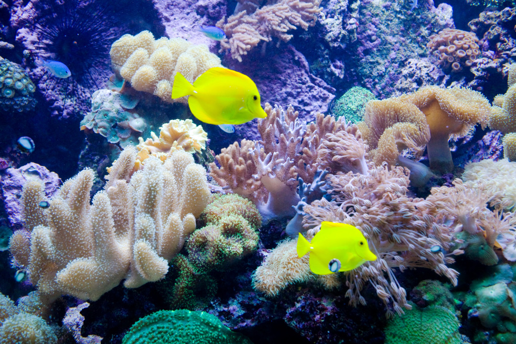 Yellow Tang jigsaw puzzle in Under the Sea puzzles on TheJigsawPuzzles.com