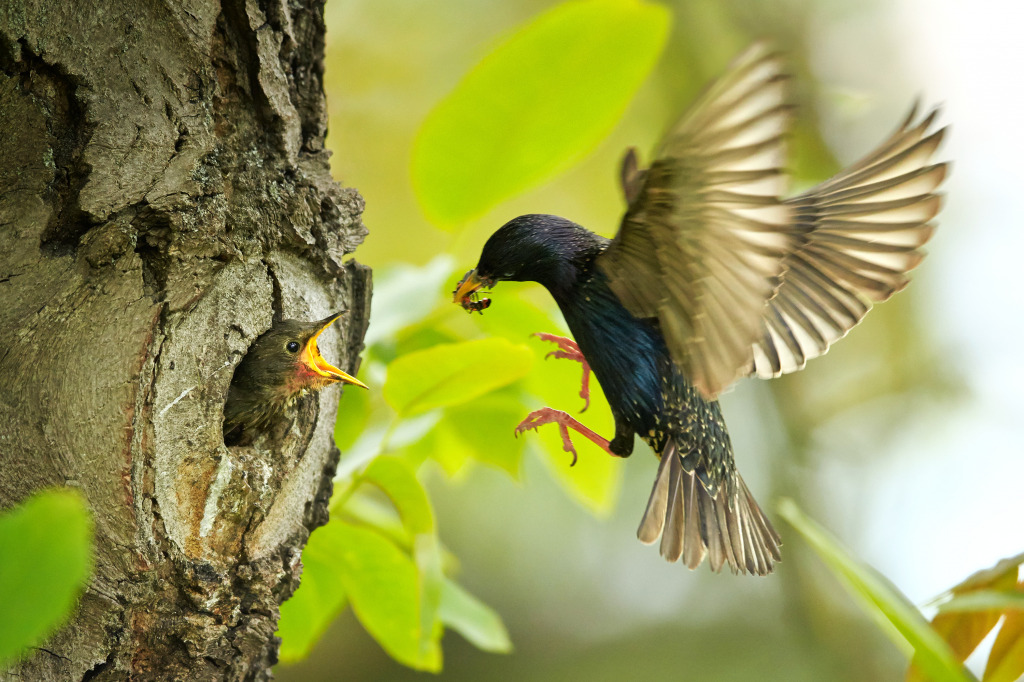 Common Starling jigsaw puzzle in Animals puzzles on TheJigsawPuzzles.com