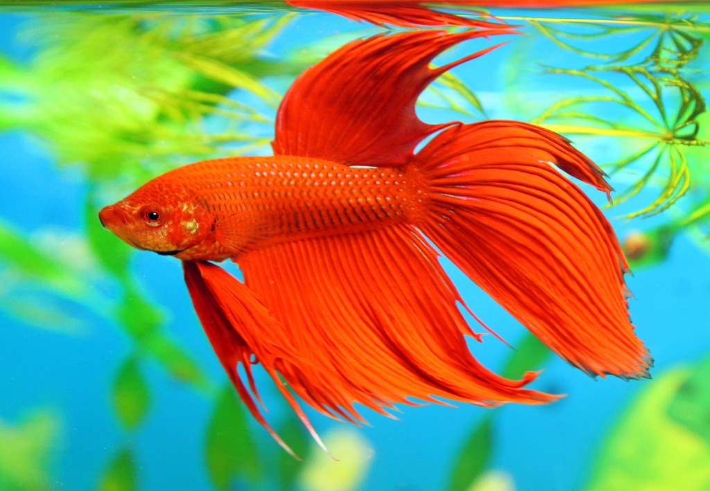 Siamese Fighting Fish jigsaw puzzle in Under the Sea puzzles on TheJigsawPuzzles.com