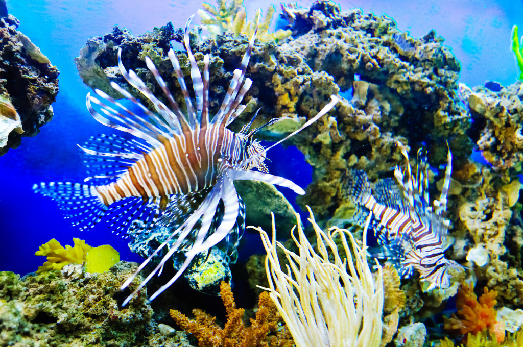 Lionfish jigsaw puzzle in Under the Sea puzzles on TheJigsawPuzzles.com